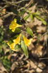 Yellow jessamine